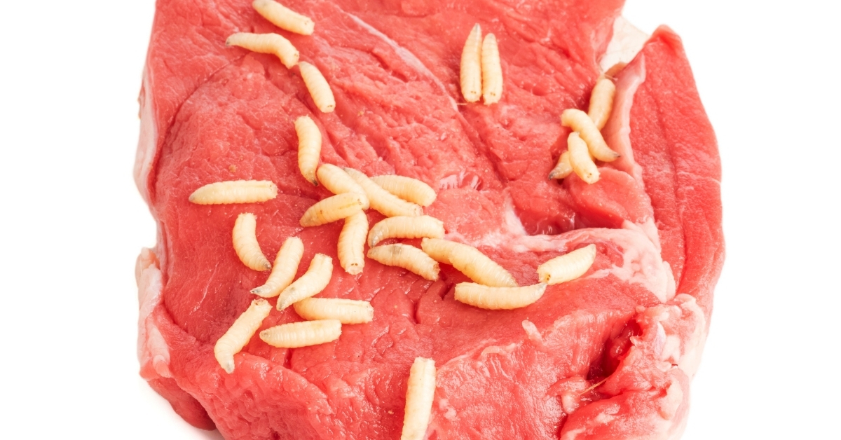 Neanderthals ate meat of purpose-here is why
