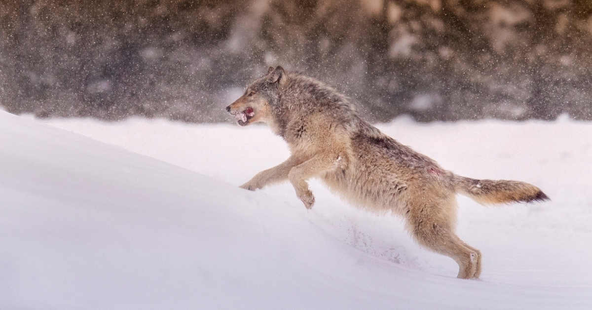 Returning Wolves in Yellowstone units a surprising chain response