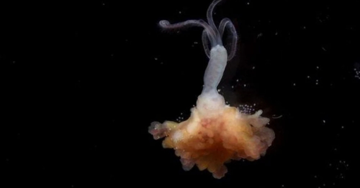 These worms with a bone meal earns the ocean in 100 million years