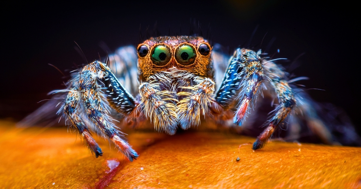 Is that this an historic bug bug the blueprint for every spider?