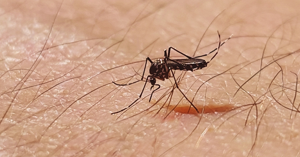 This virus mosquito lady may be the following world dream of well being