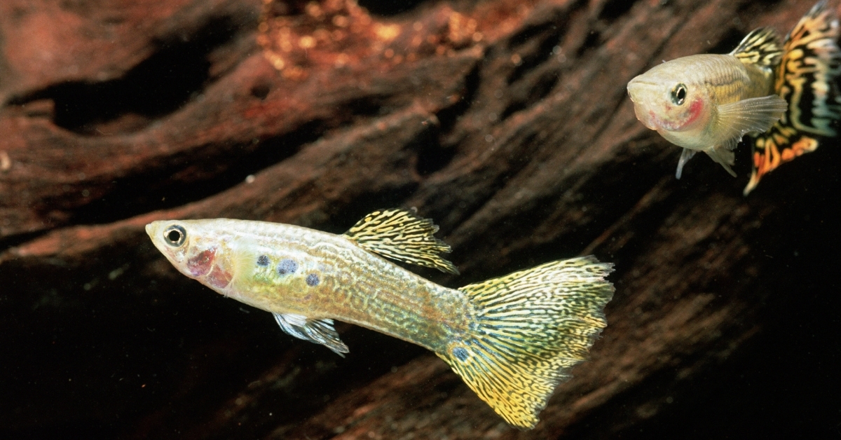 Ukraine’s grime system is stuffed with tropical fish