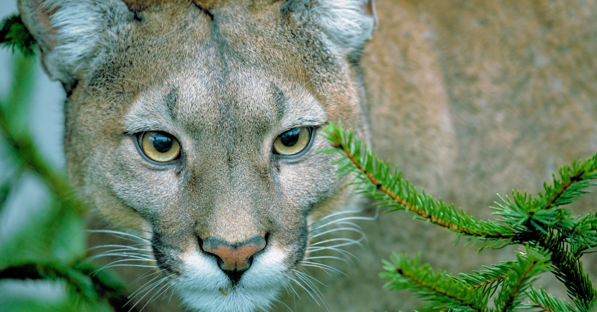 ‘Cougar Puberty’ is the cool new net determine for a frightening stage of life