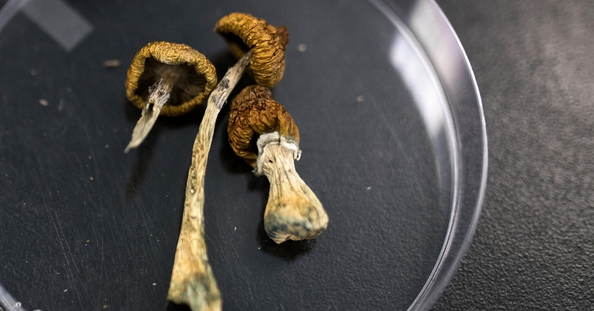 Psilocybin will also be an excellent anti-aging drugs