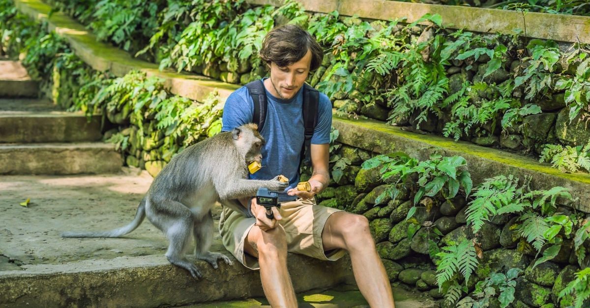 A gang of monkeys run a smartphone rip-off in a temple in Bali