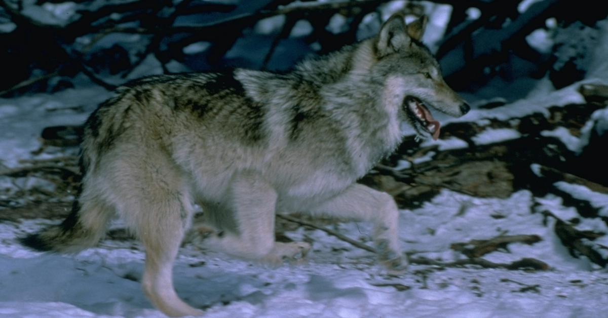 Grey wolves repeated by Yellowstone dwelling in a dying ecosystem