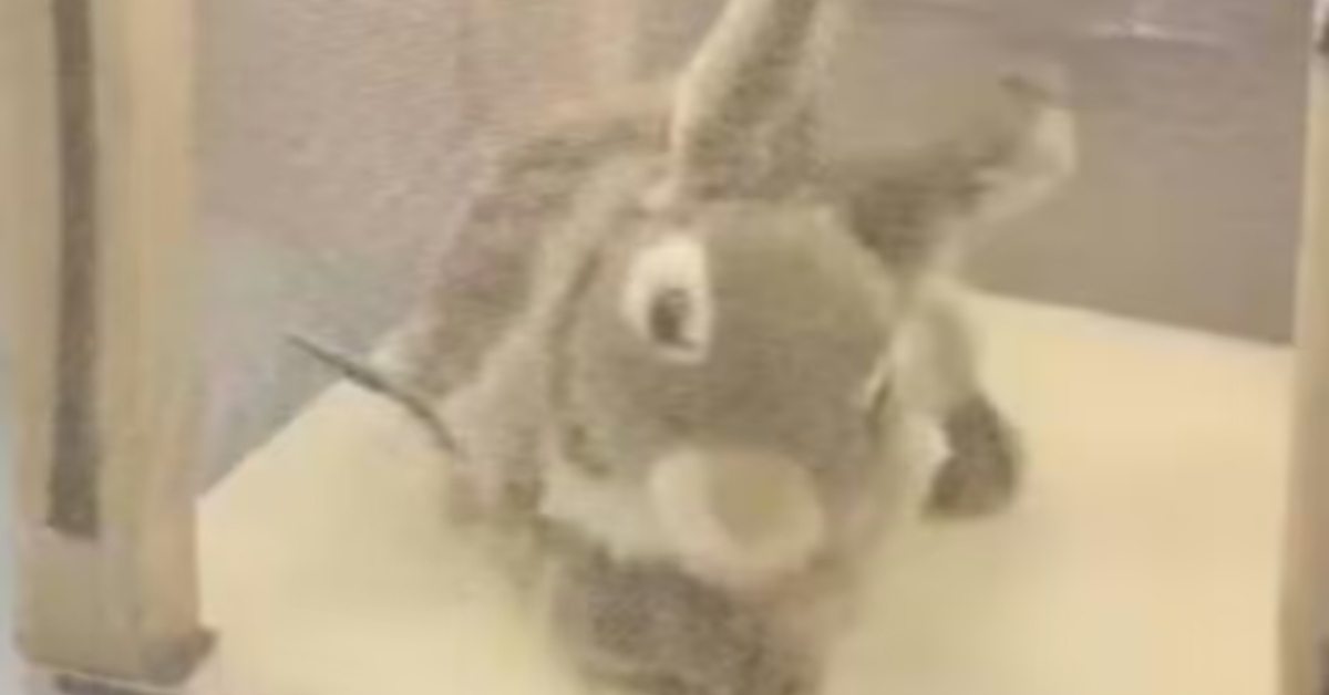 Florida’s Bunnies Gideployer to assist battle overwhelming downside with Python