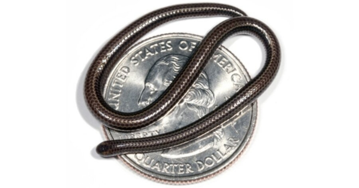 The smallest snake on this planet was discovered once more after lacking for many years